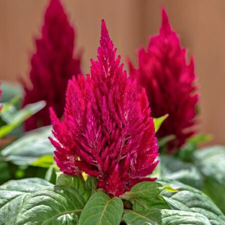 Cherry Red Kimono, Celosia Seeds - Packet image number null